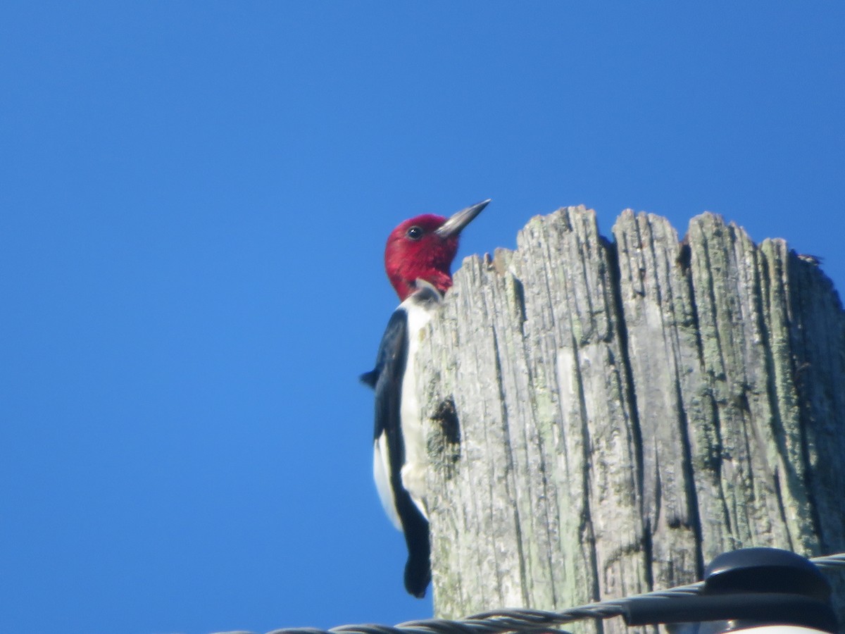 Pic à tête rouge - ML620909100