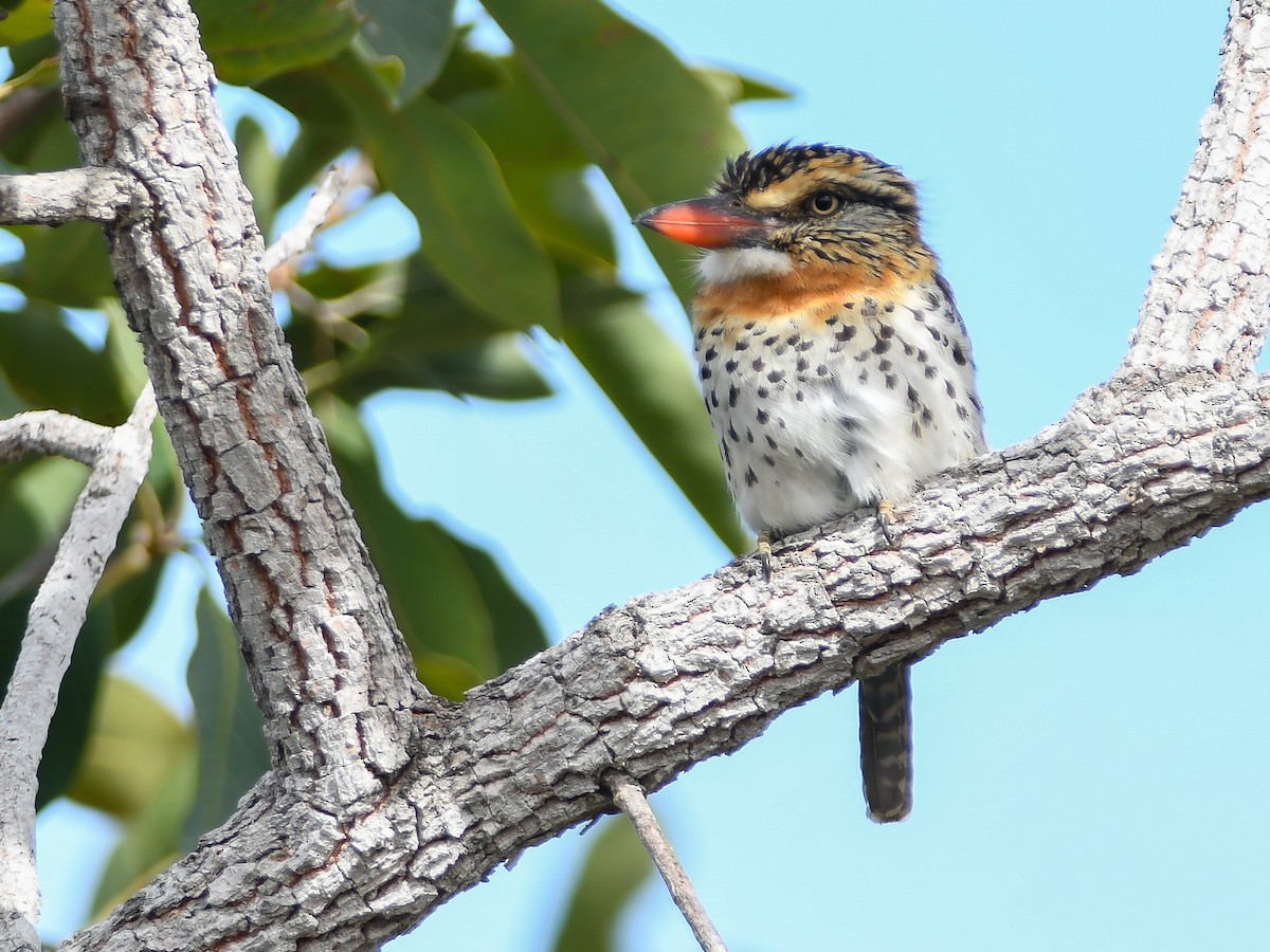 Spot-backed Puffbird (Spot-backed) - ML620909103