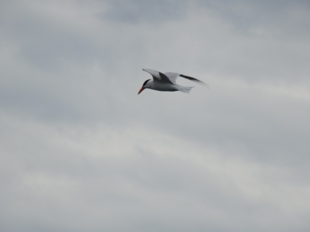 Caspian Tern - ML620909107