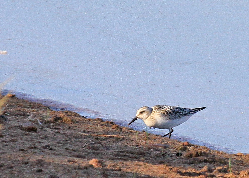 Sanderling - ML620909108