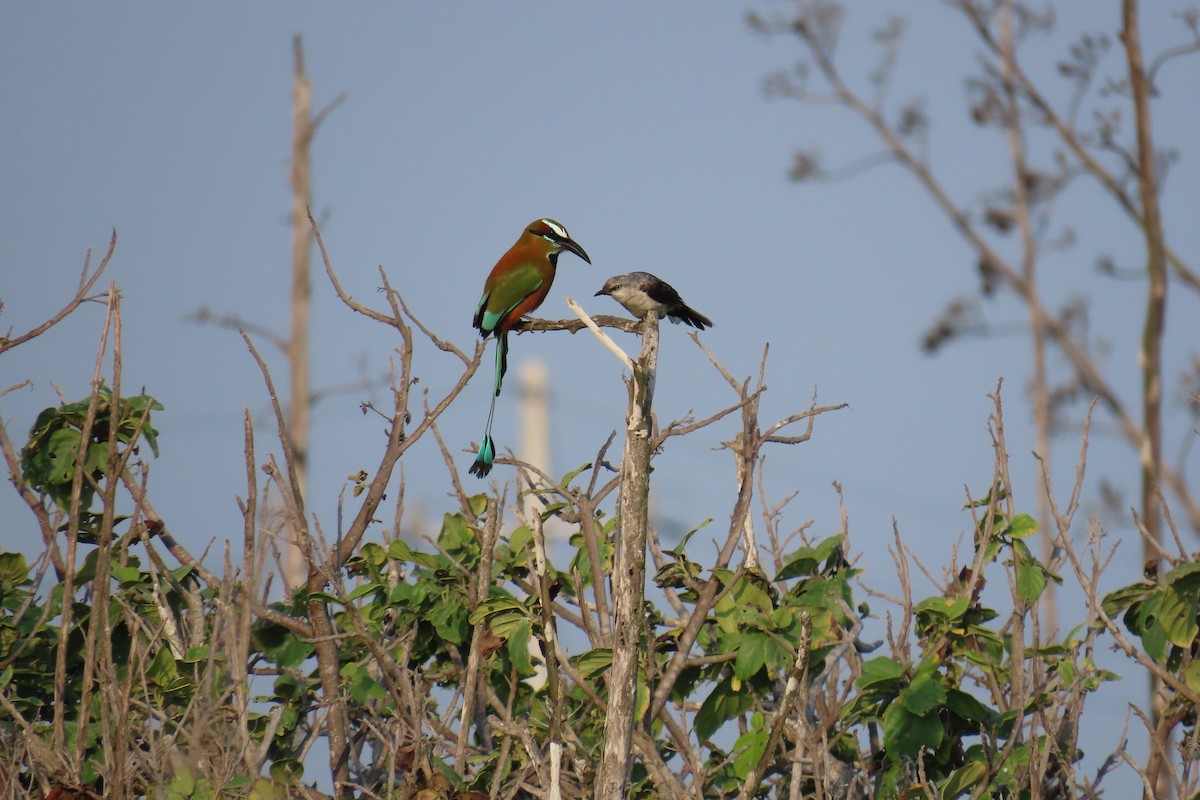 Tropikal Taklitçi (gracilis/leucophaeus) - ML620909114