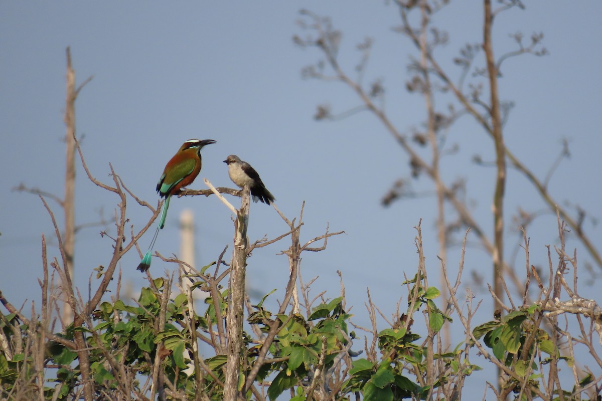 Tropikal Taklitçi (gracilis/leucophaeus) - ML620909115