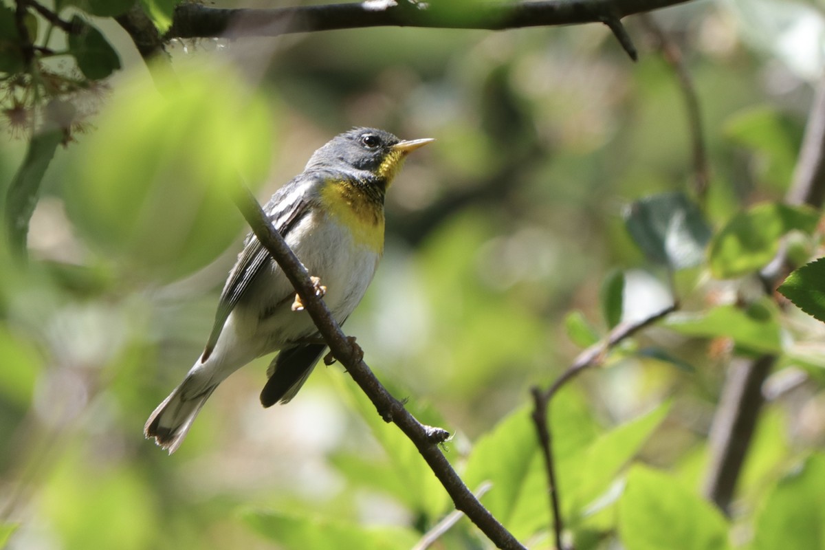 Parula Norteña - ML620909116