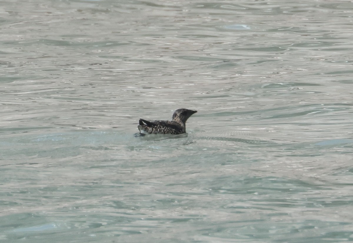 Kittlitz's Murrelet - ML620909117