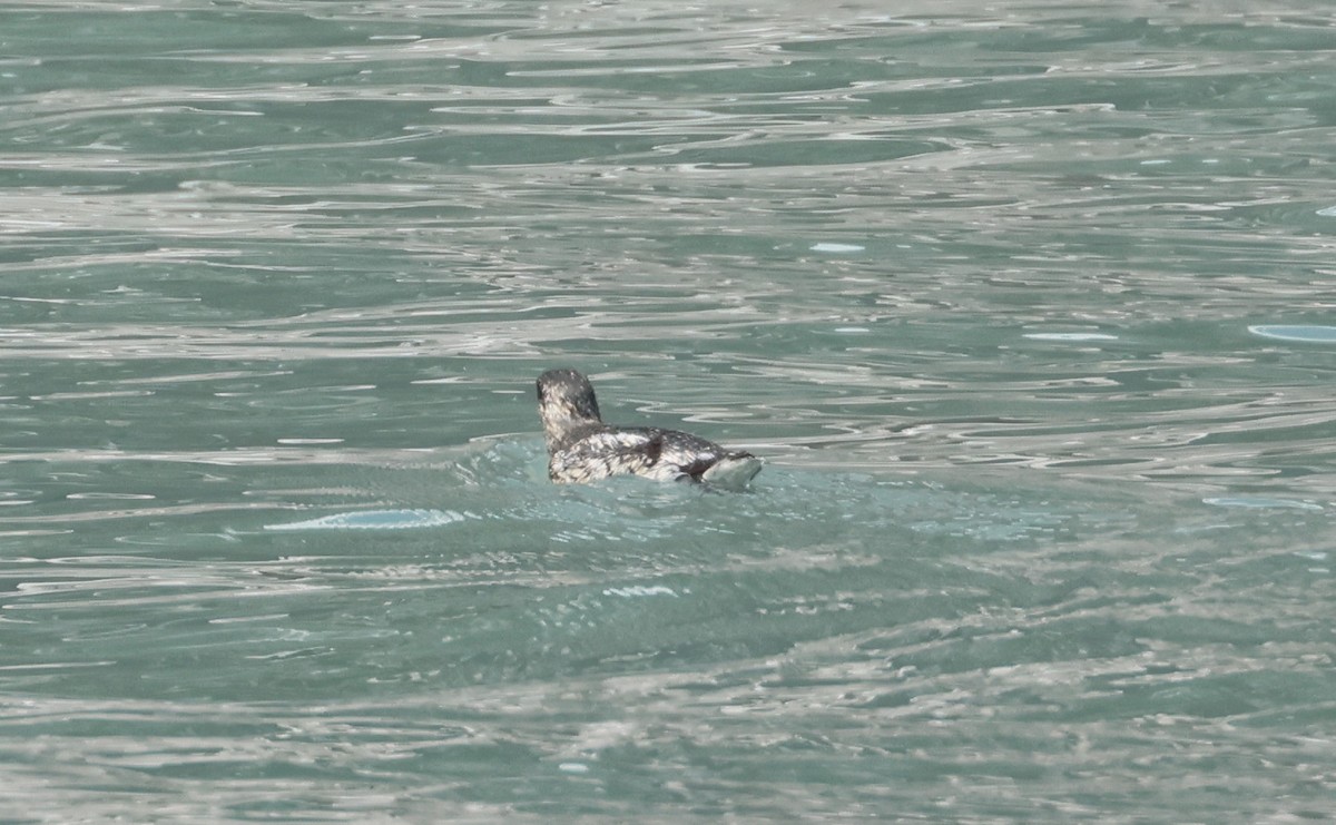 Kittlitz's Murrelet - ML620909132