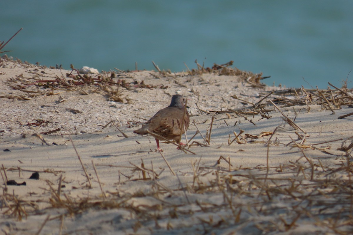 Ruddy Ground Dove - ML620909143