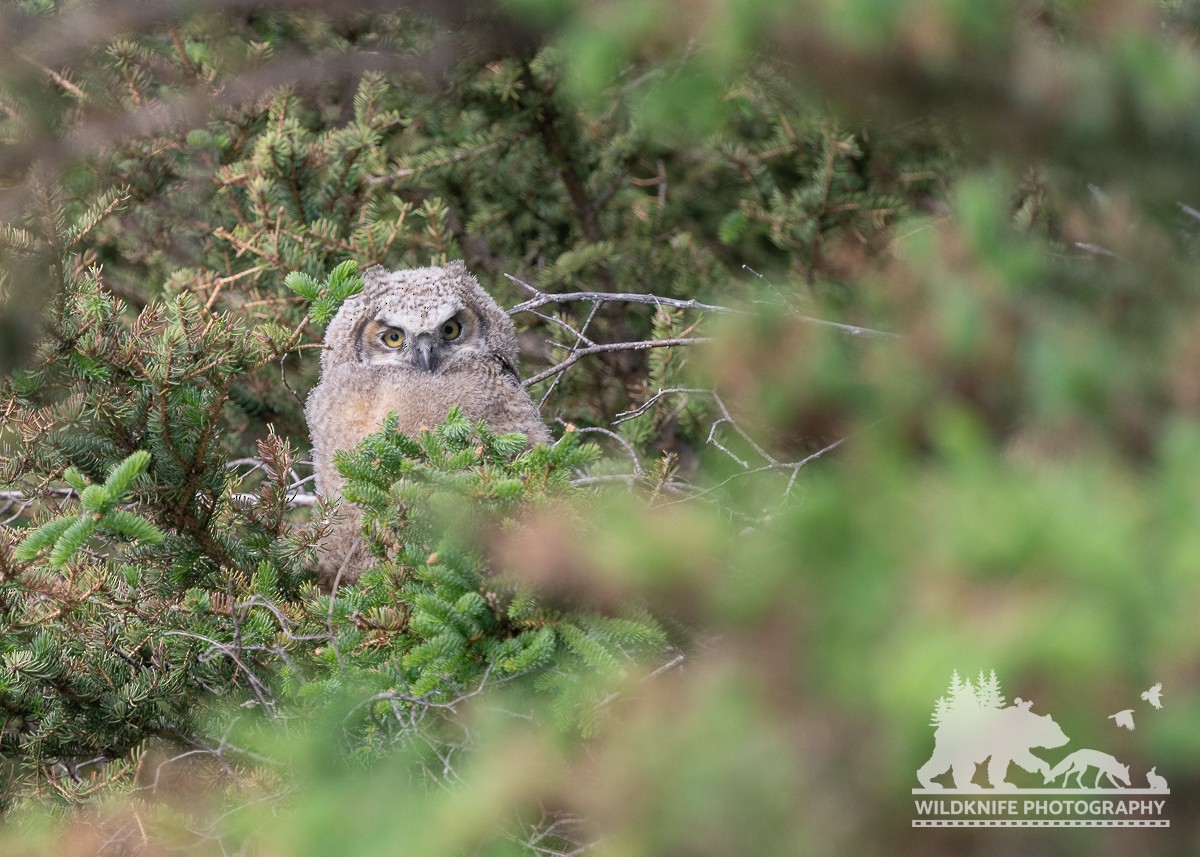 Great Horned Owl - ML620909147