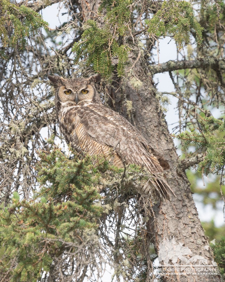 Great Horned Owl - ML620909148