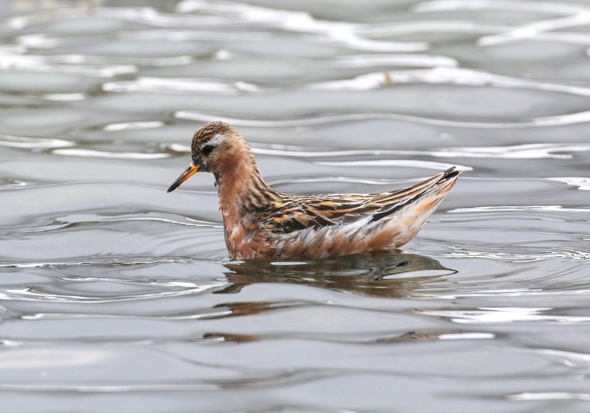 Red Phalarope - ML620909149