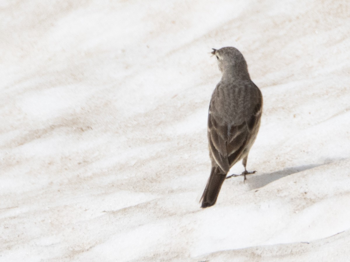 American Pipit - ML620909150