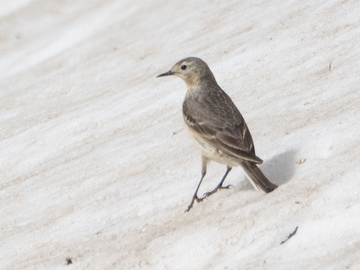 American Pipit - ML620909151