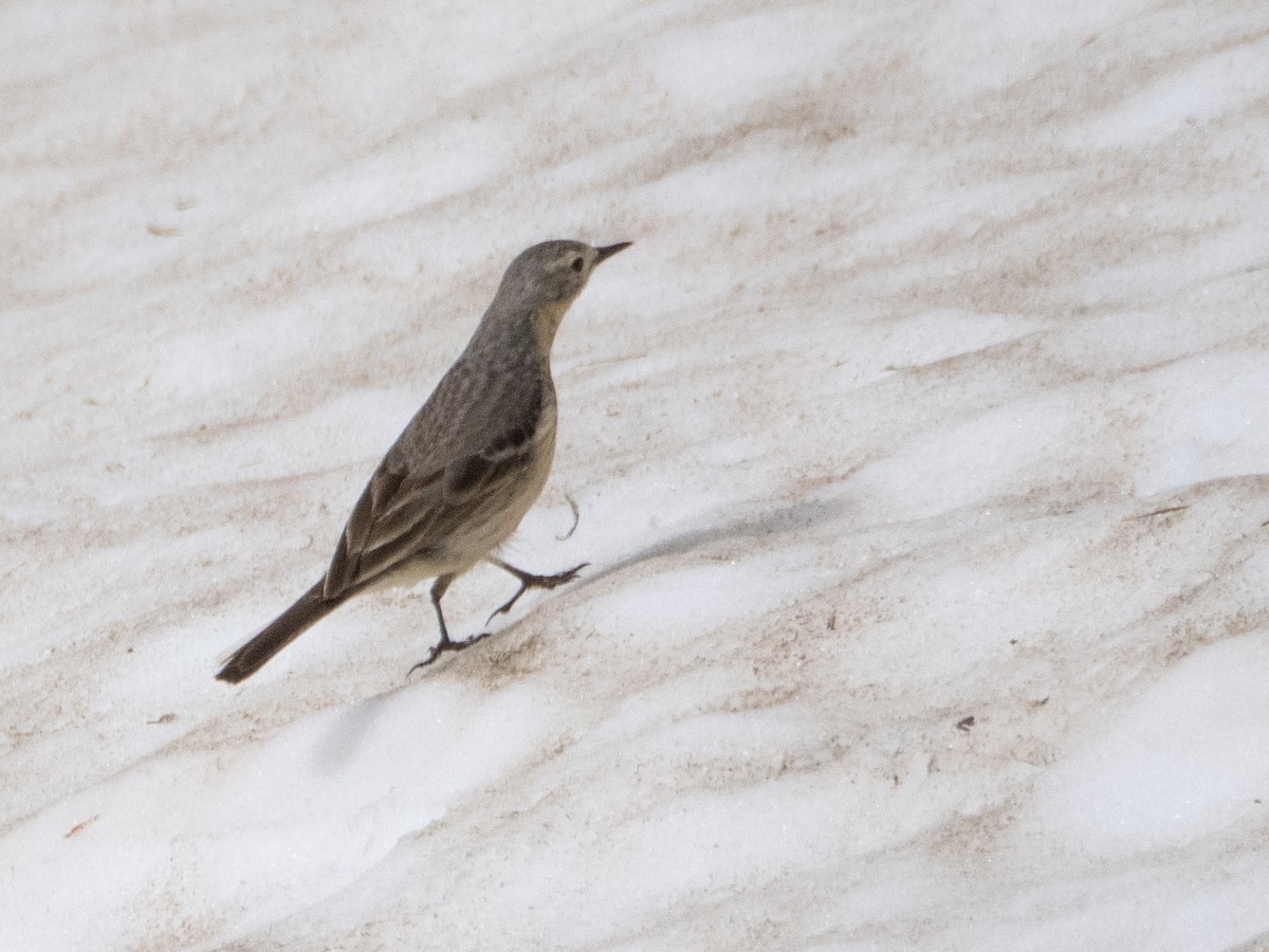 American Pipit - ML620909154