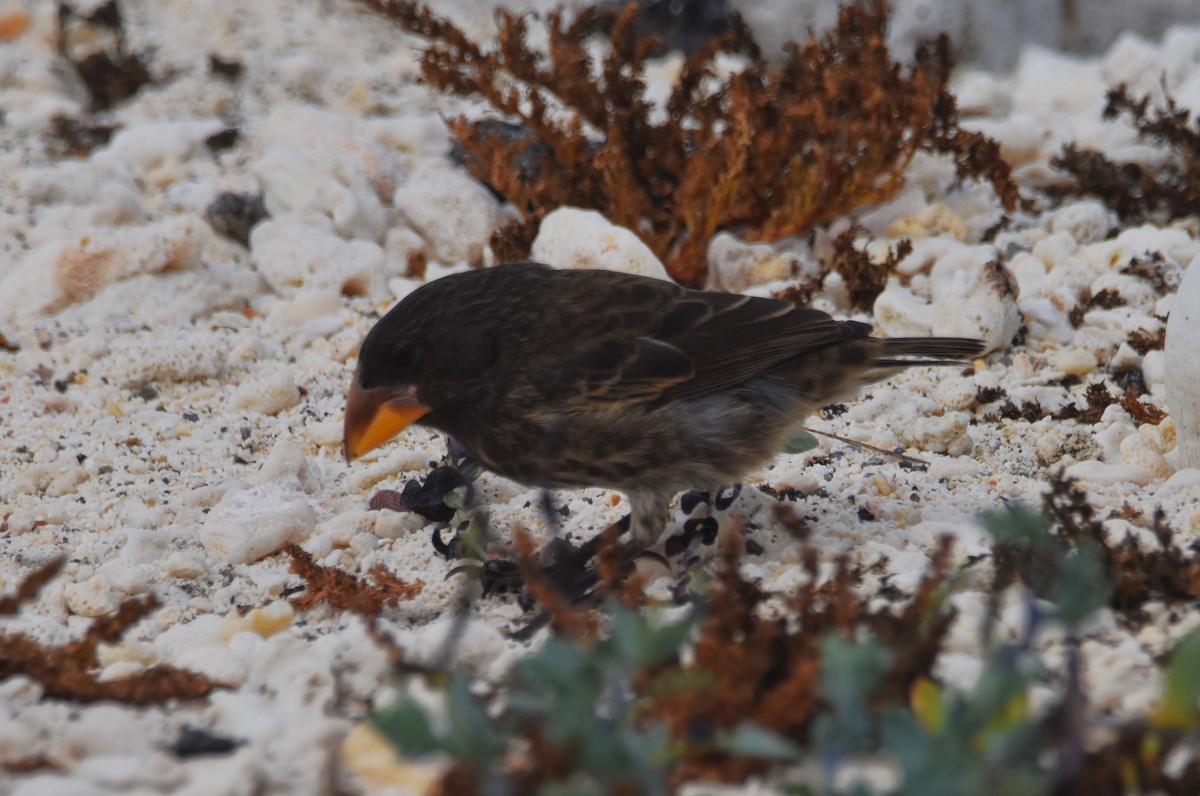 Large Ground-Finch - ML620909157