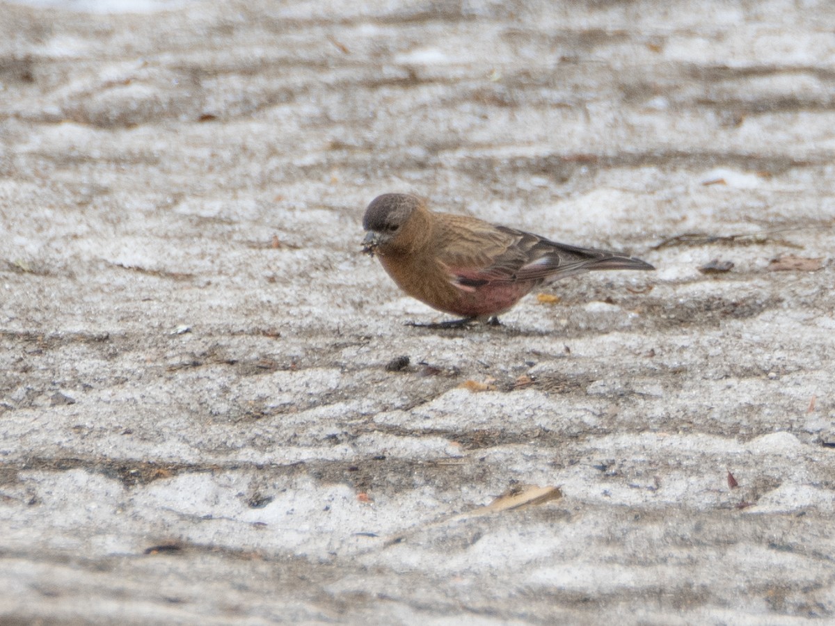 Brown-capped Rosy-Finch - ML620909158