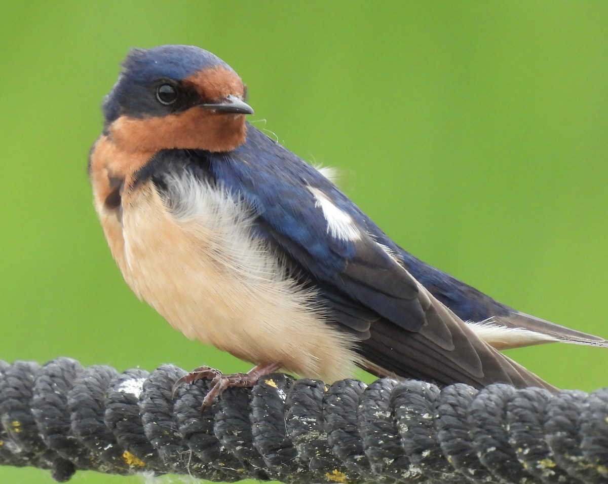 Barn Swallow - ML620909159