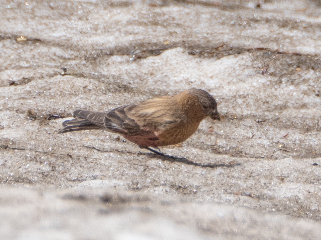 Brown-capped Rosy-Finch - ML620909160