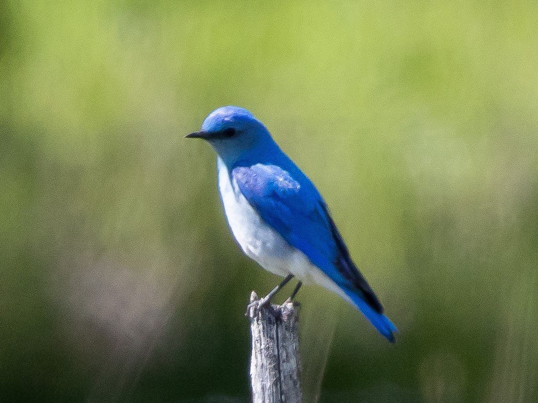 Mountain Bluebird - Ian Burgess