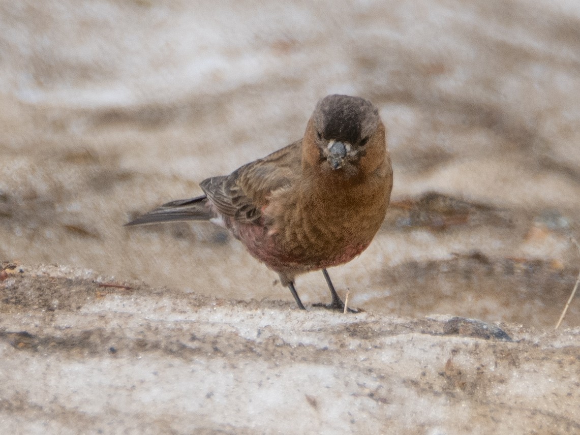 Brown-capped Rosy-Finch - ML620909162