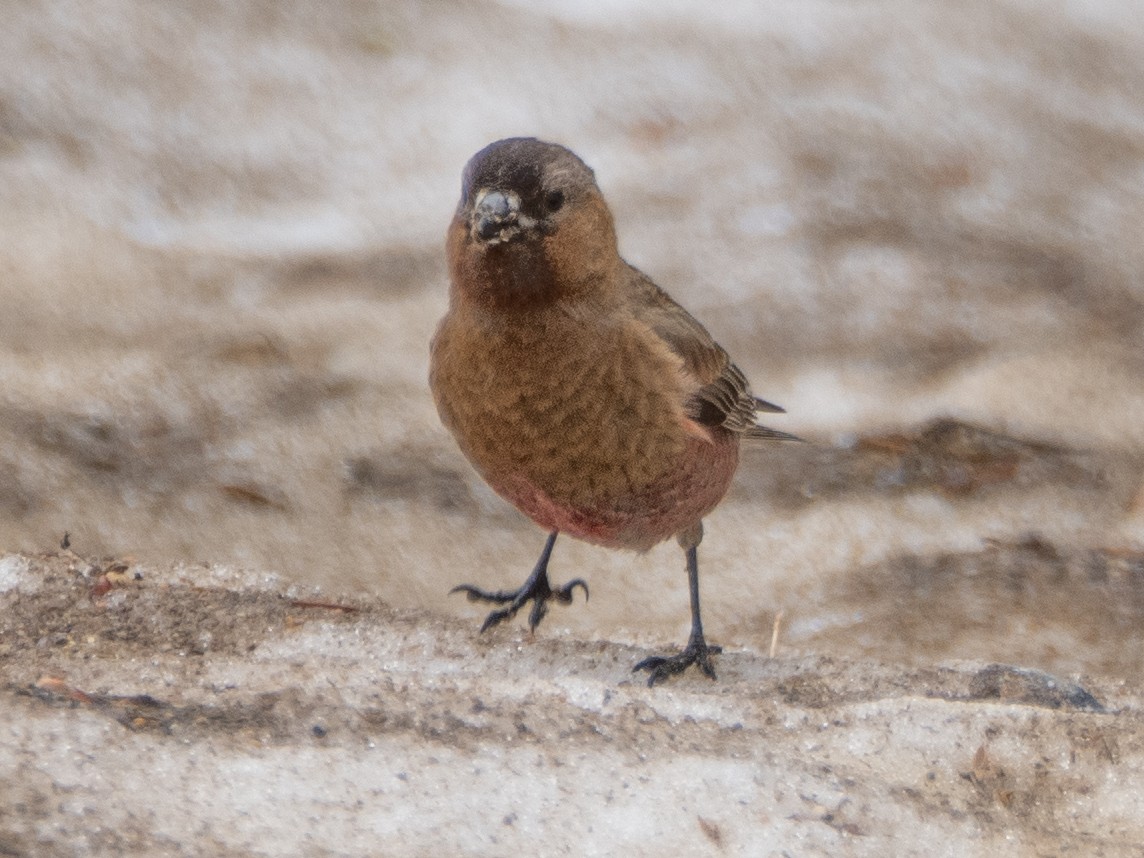 Brown-capped Rosy-Finch - ML620909163