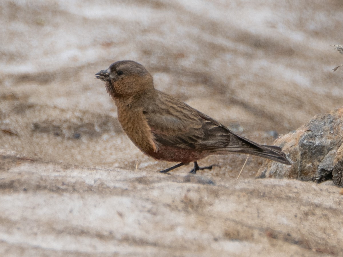 Brown-capped Rosy-Finch - ML620909164