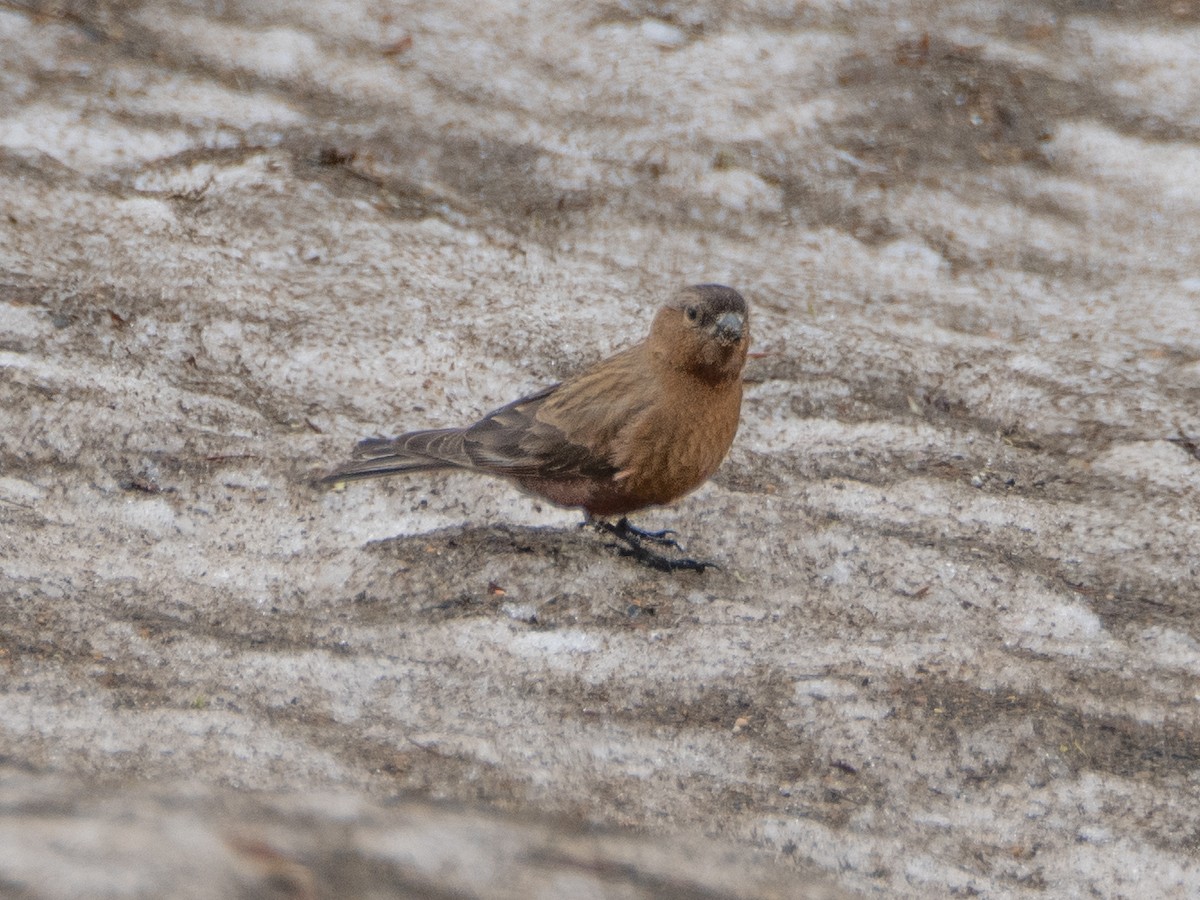 Brown-capped Rosy-Finch - ML620909165