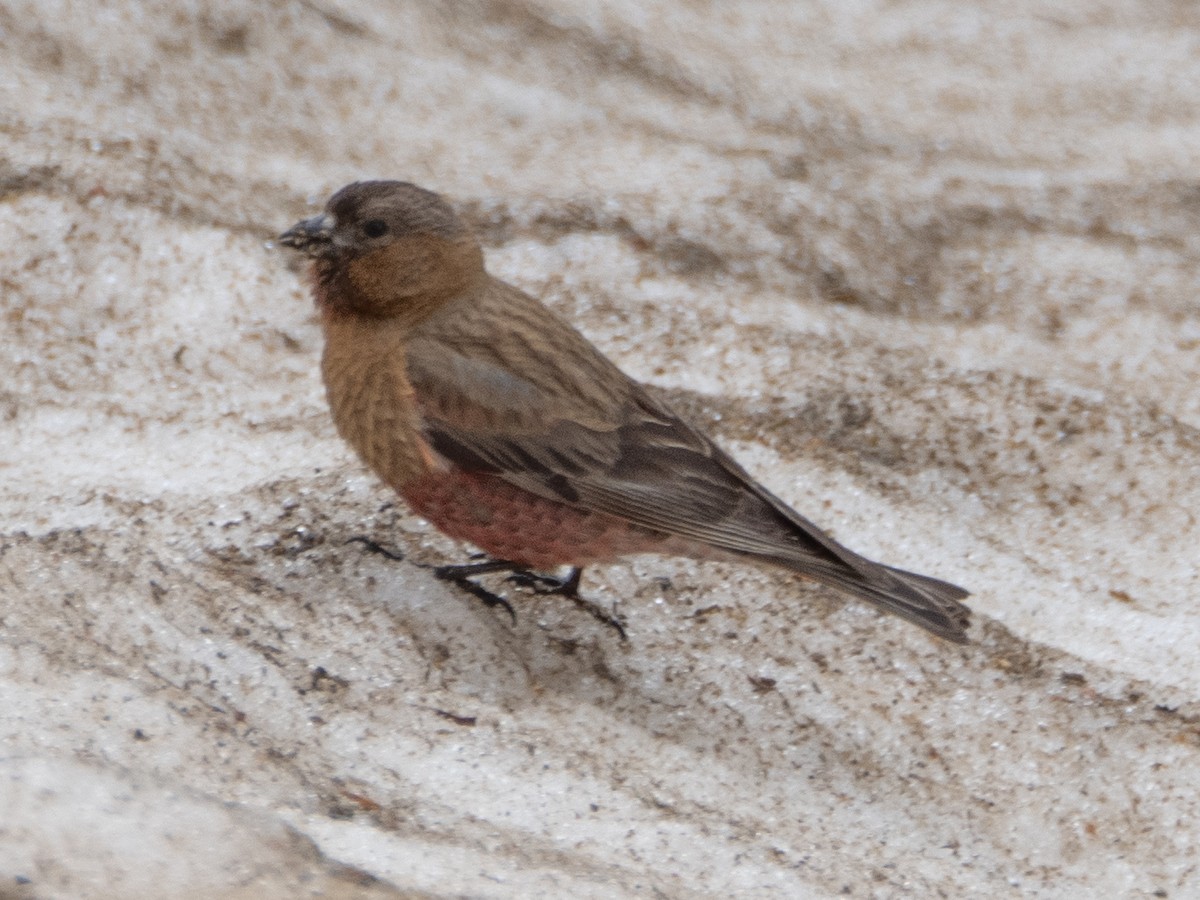 Brown-capped Rosy-Finch - ML620909166