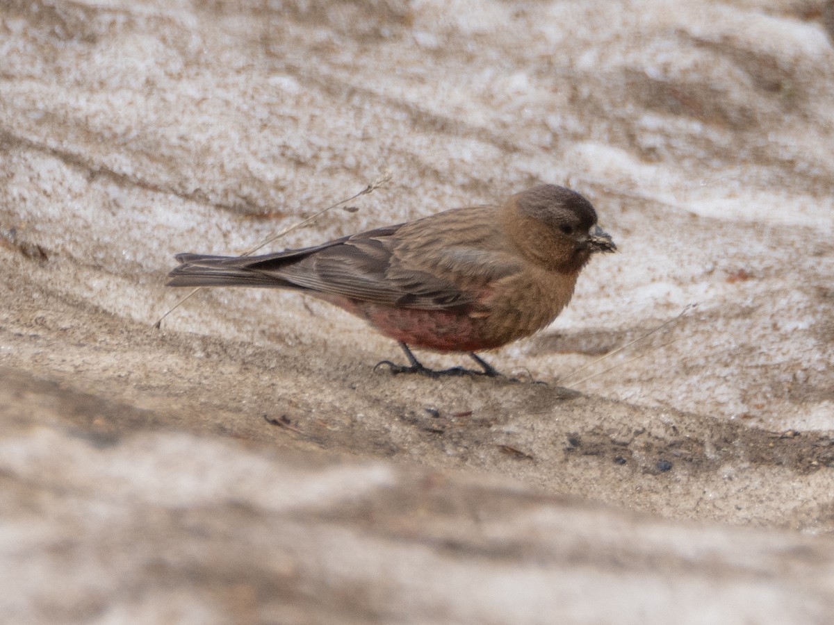 Brown-capped Rosy-Finch - ML620909167