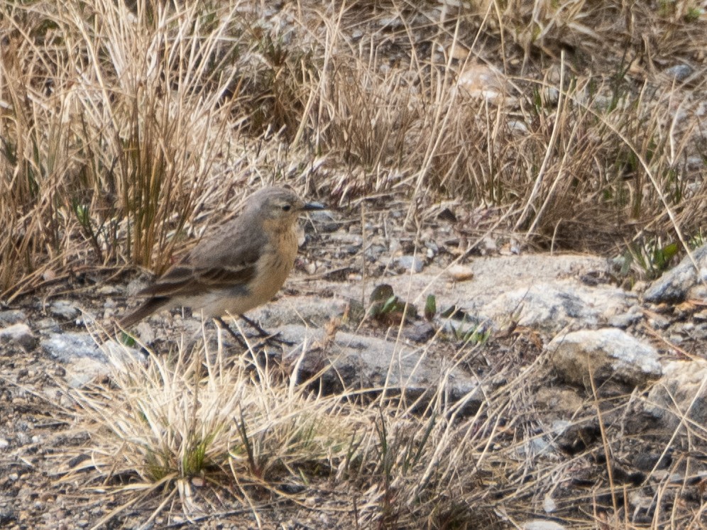 American Pipit - ML620909168