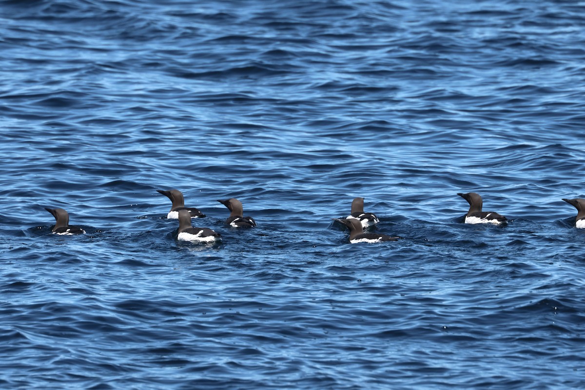 Common Murre - ML620909170