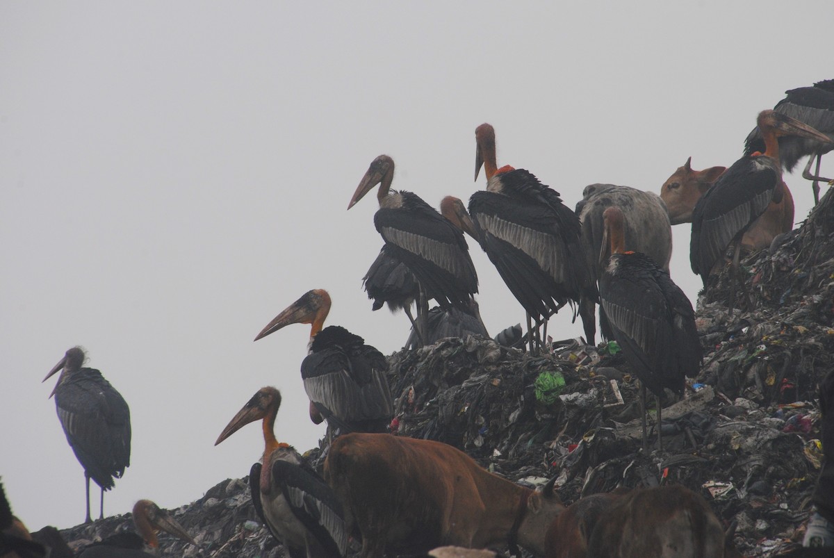 Greater Adjutant - Alyssa DeRubeis