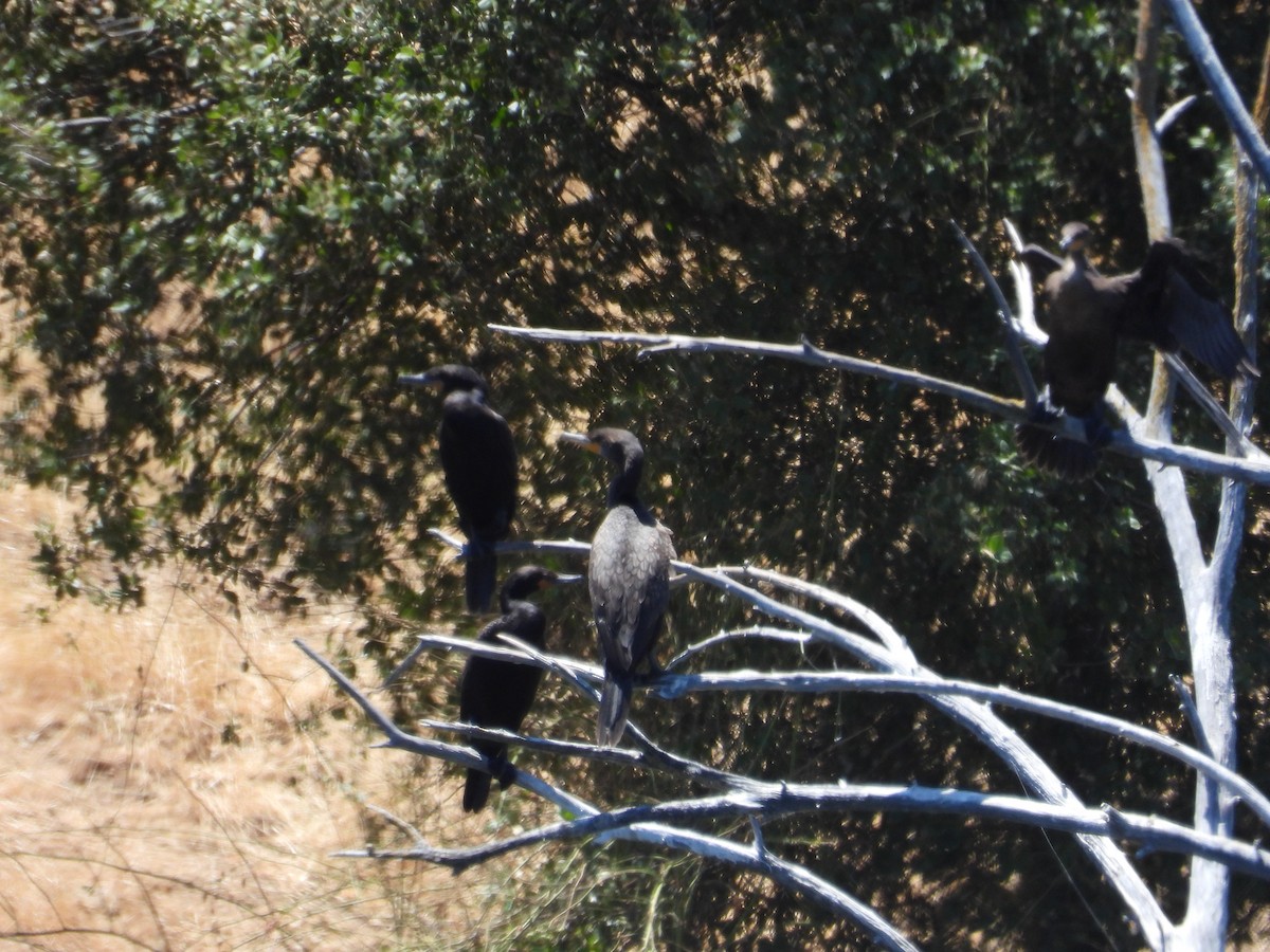 Double-crested Cormorant - ML620909180