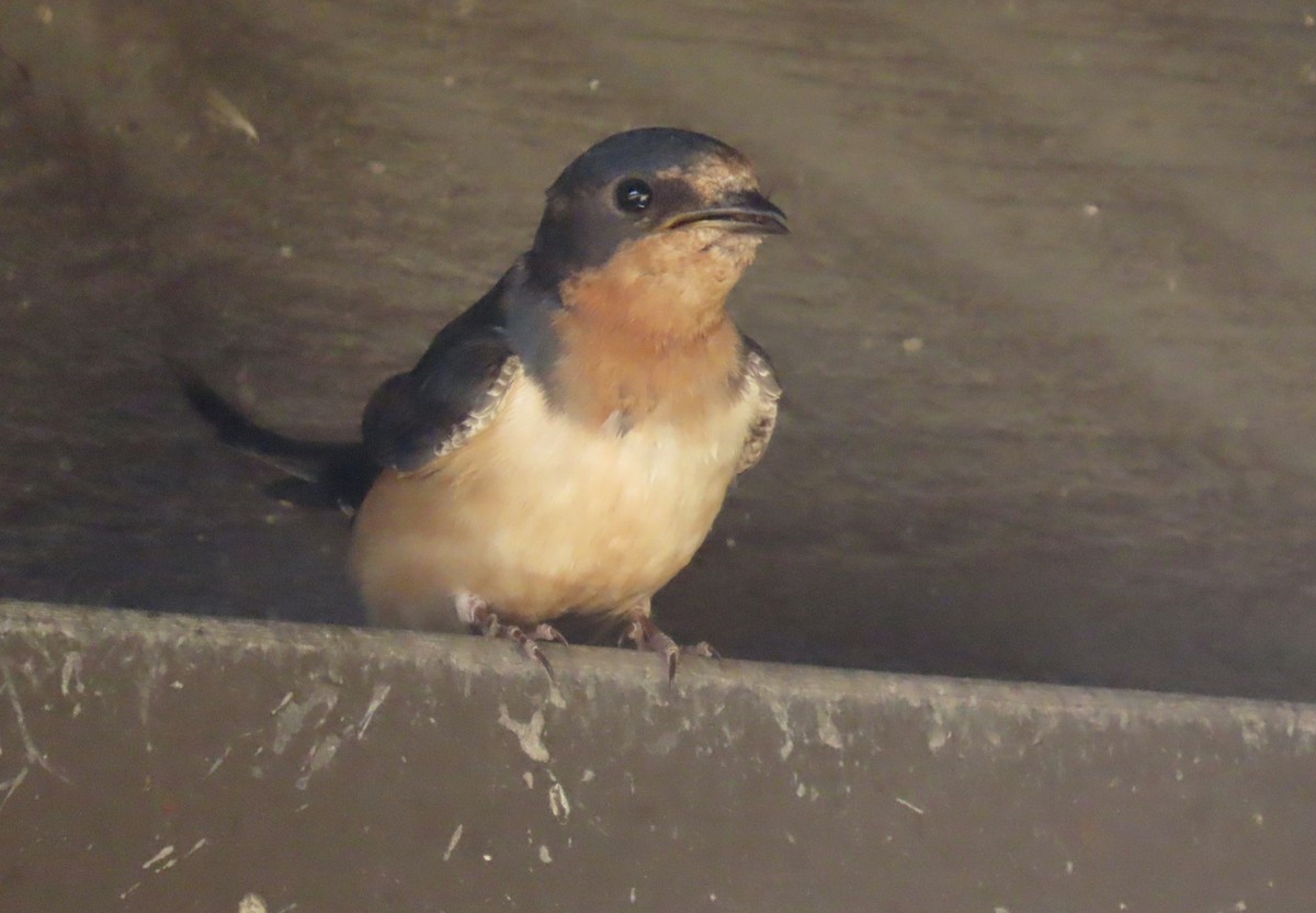 Barn Swallow - ML620909185