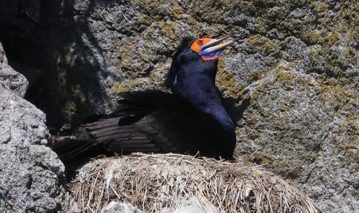 Red-faced Cormorant - ML620909186