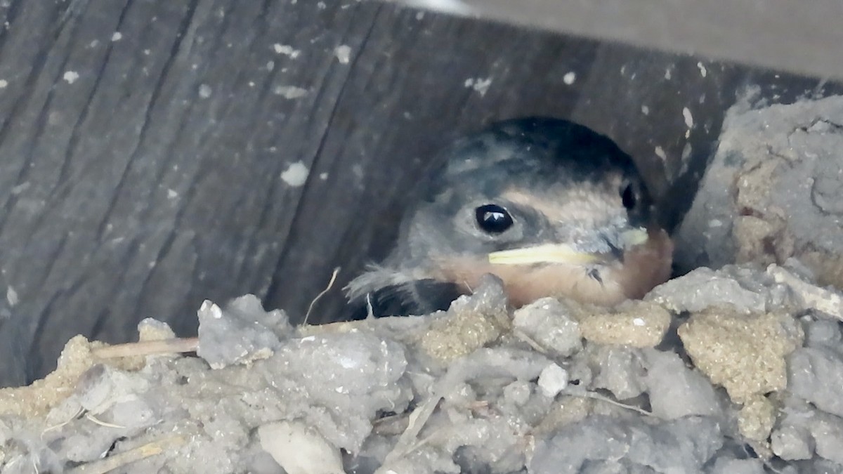 Barn Swallow - ML620909187