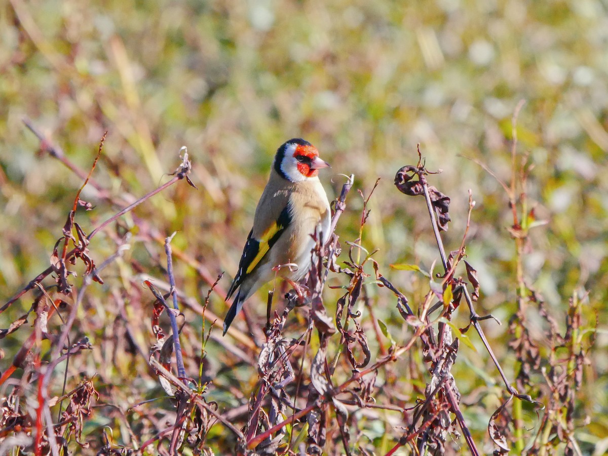 European Goldfinch - ML620909193