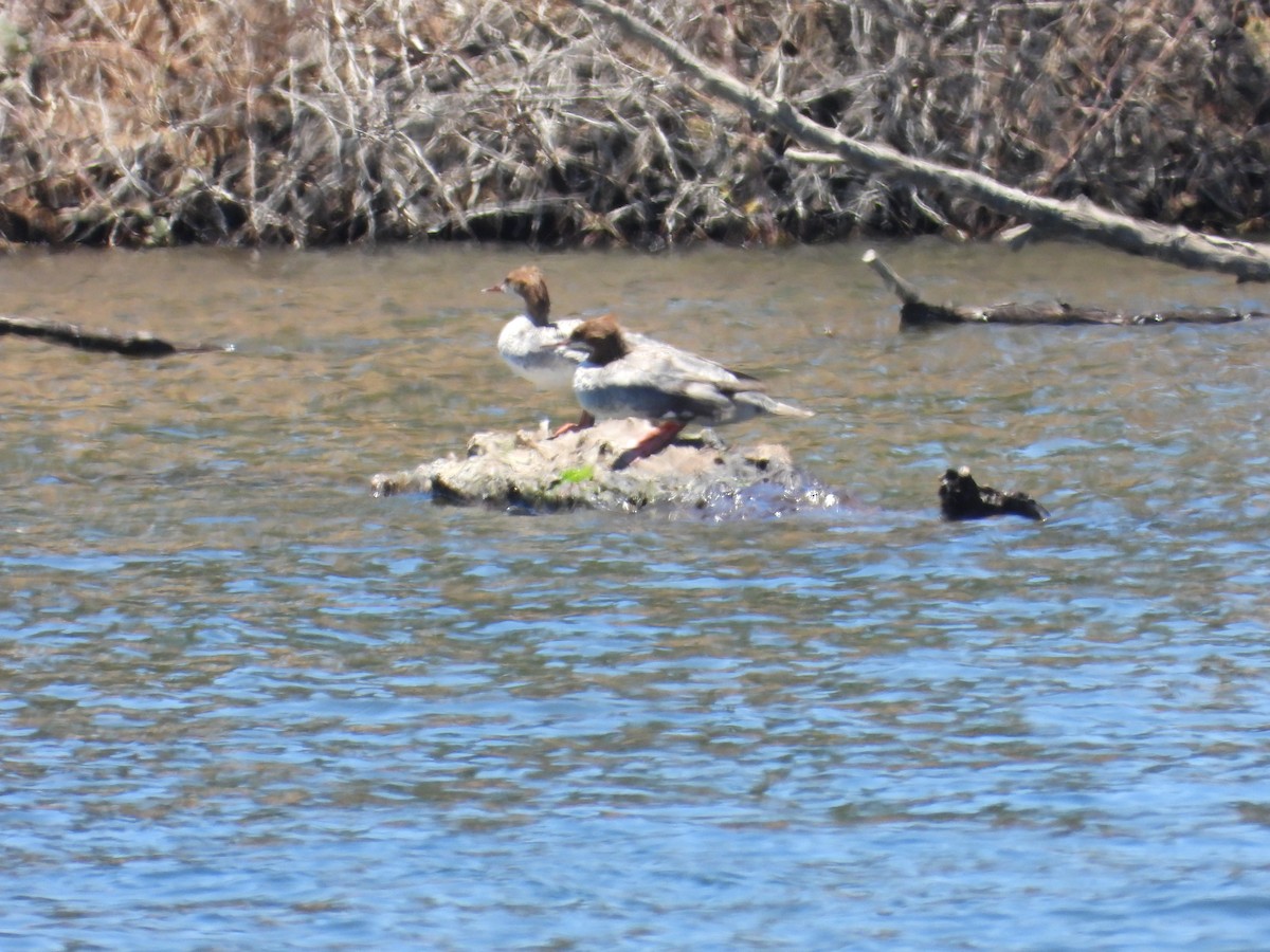 Common Merganser - ML620909194