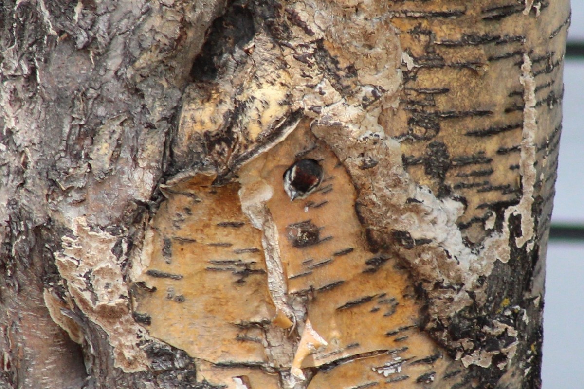 Downy Woodpecker - ML620909195