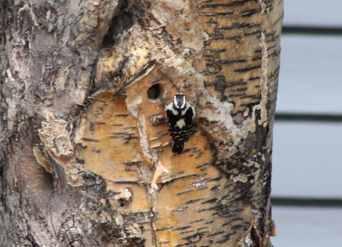 Downy Woodpecker - ML620909196