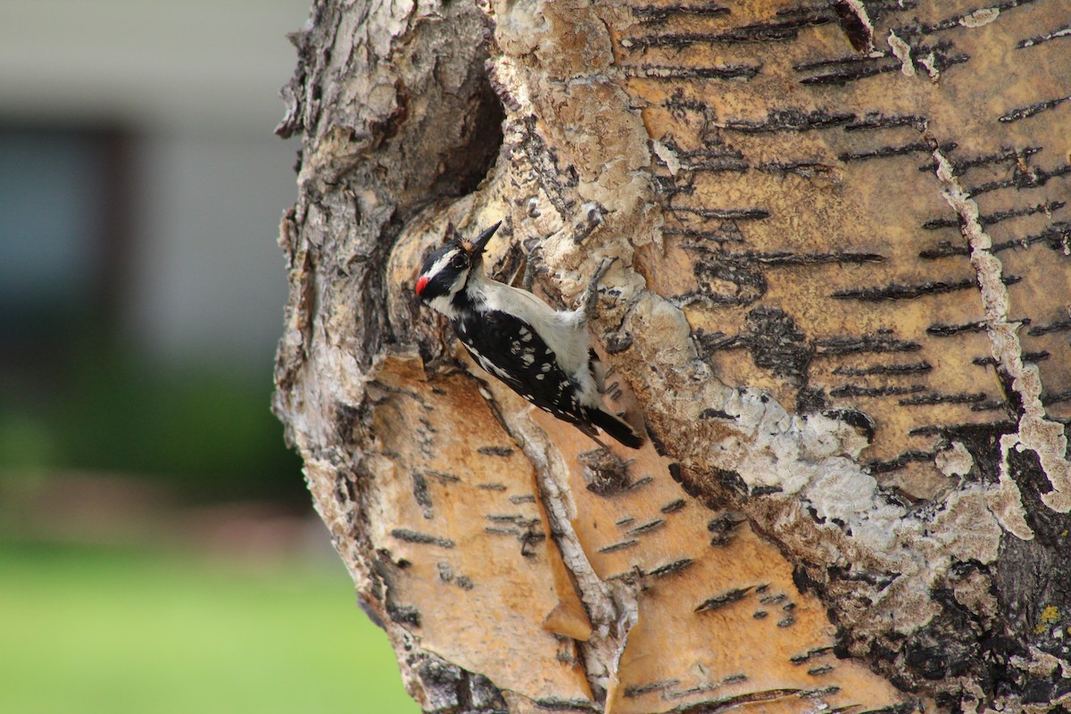 Downy Woodpecker - ML620909198