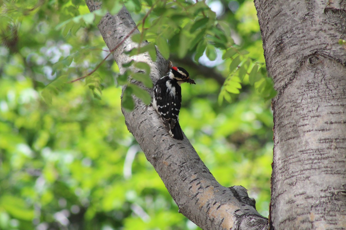 Downy Woodpecker - ML620909199