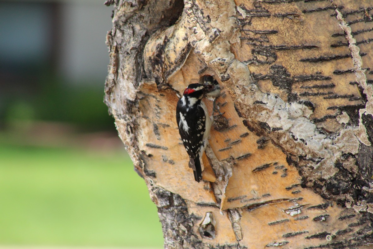 Downy Woodpecker - ML620909201