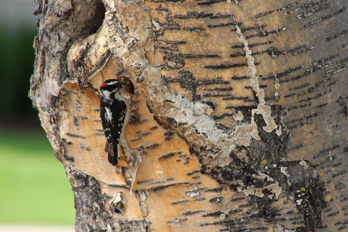 Downy Woodpecker - ML620909202