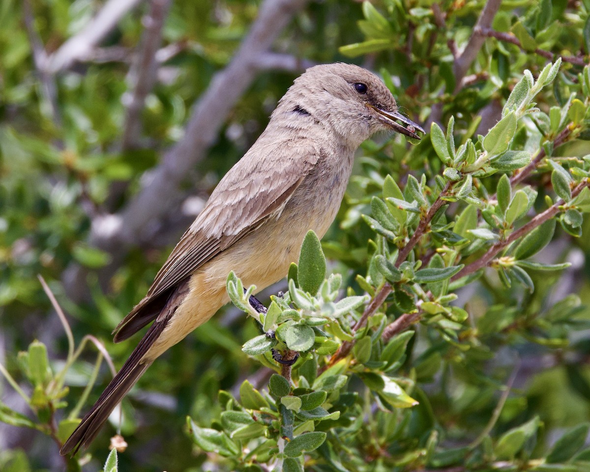 Say's Phoebe - Dave Bengston