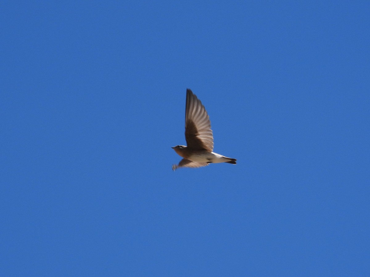 Northern Rough-winged Swallow - ML620909210