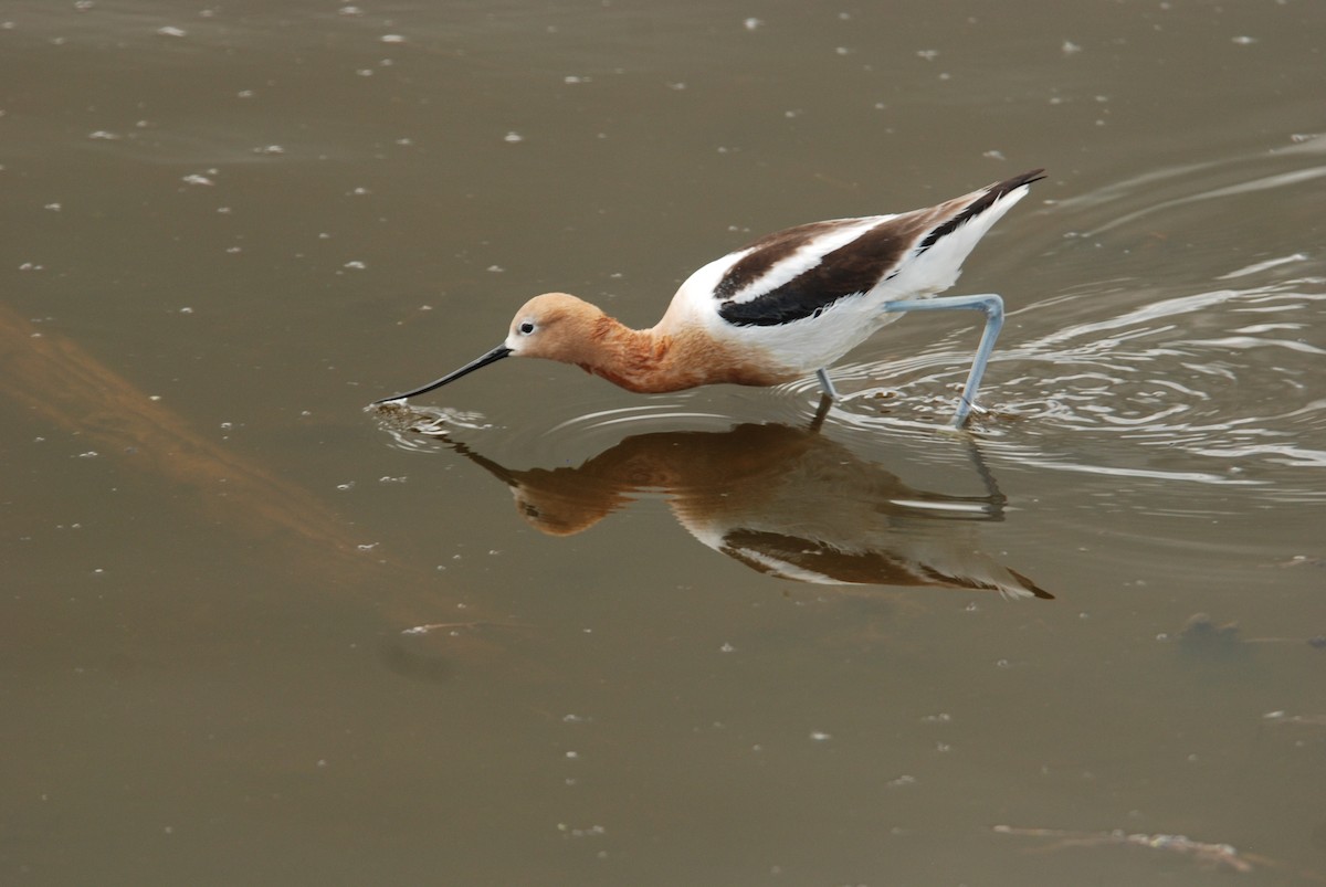 Avocette d'Amérique - ML620909211