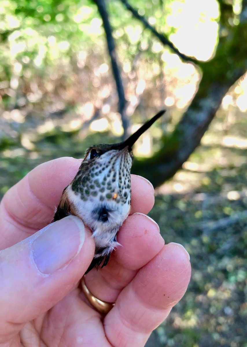 Rufous Hummingbird - ML620909217