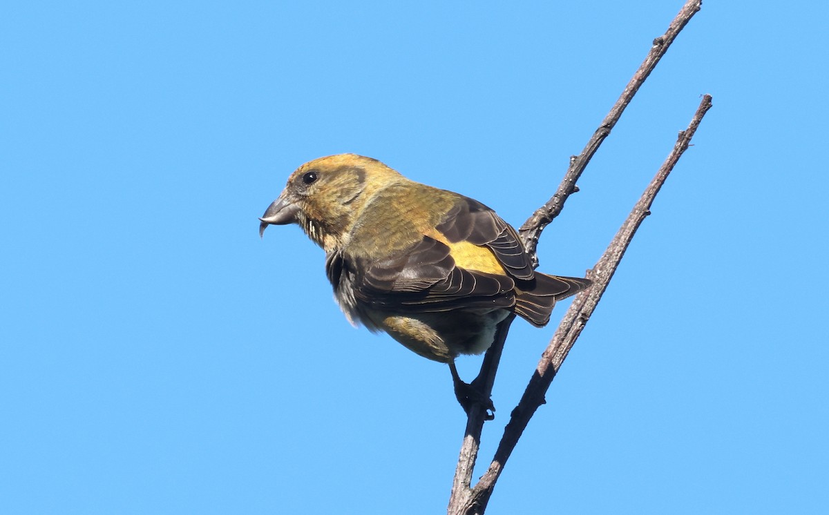 Mésange à tête noire - ML620909218