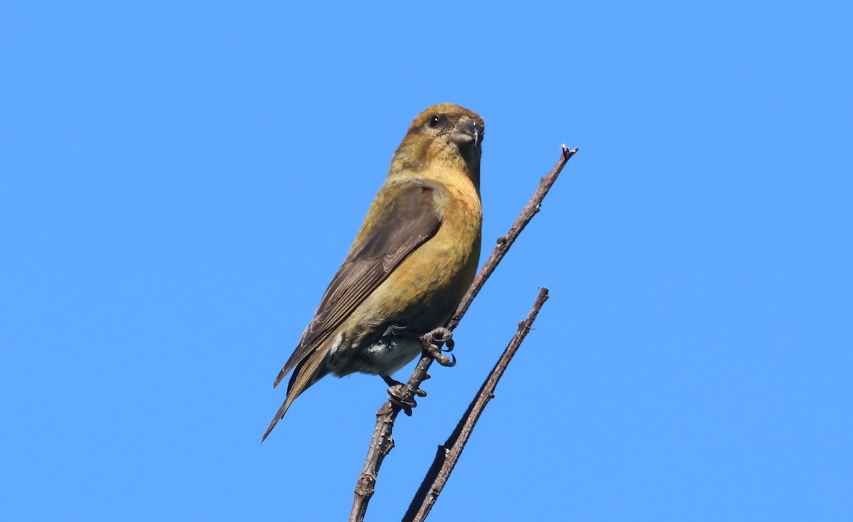 Mésange à tête noire - ML620909220