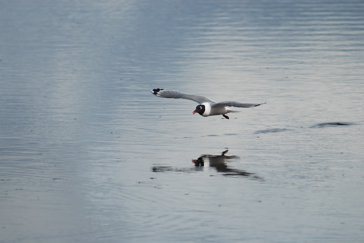 Franklin's Gull - ML620909221