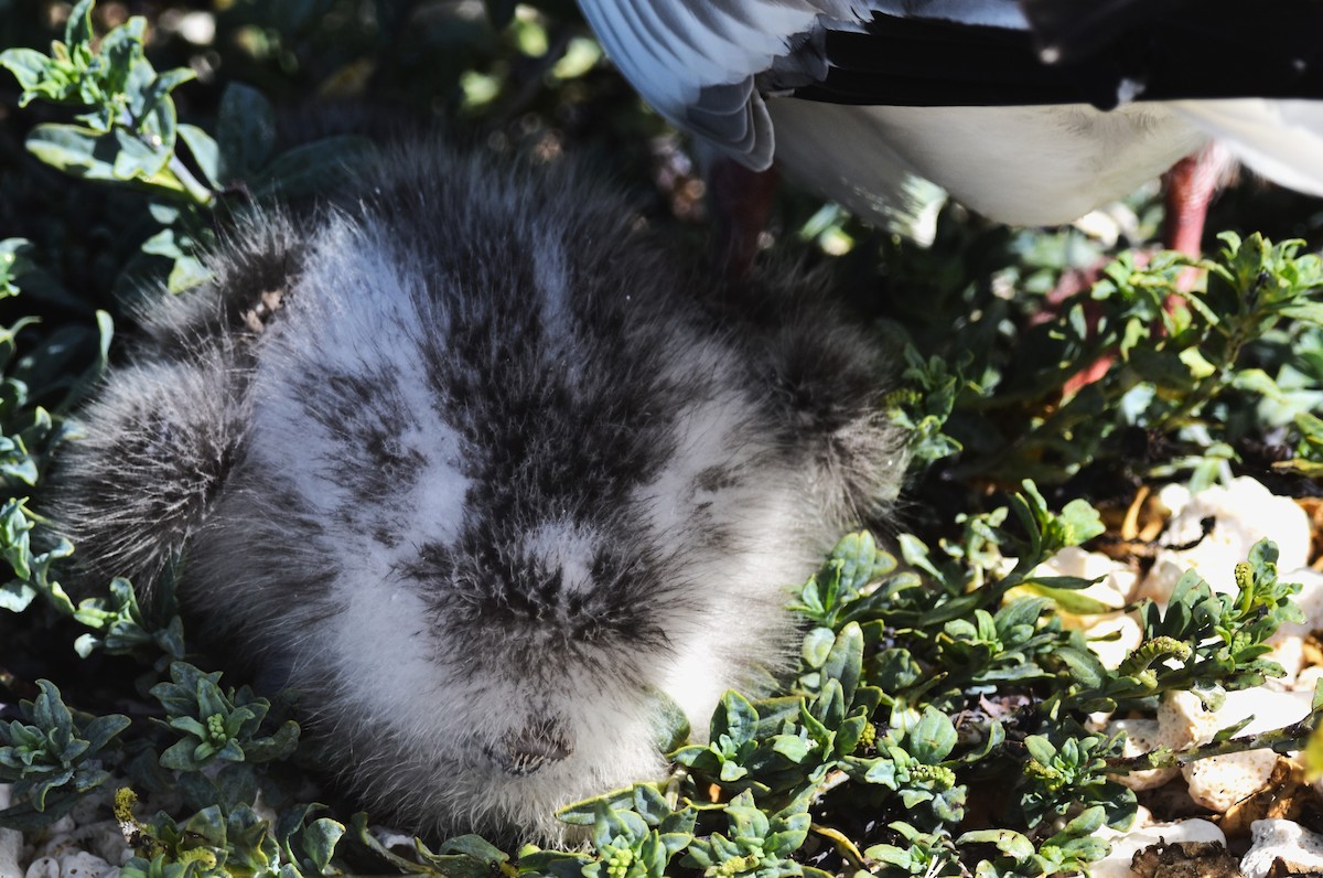 Swallow-tailed Gull - ML620909224